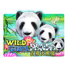 wild giant panda